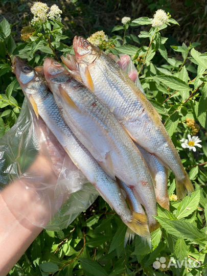 Корюшка свежемороженая