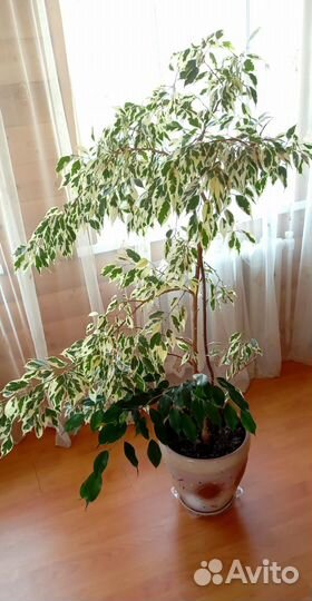 Фикус бенджамина большой