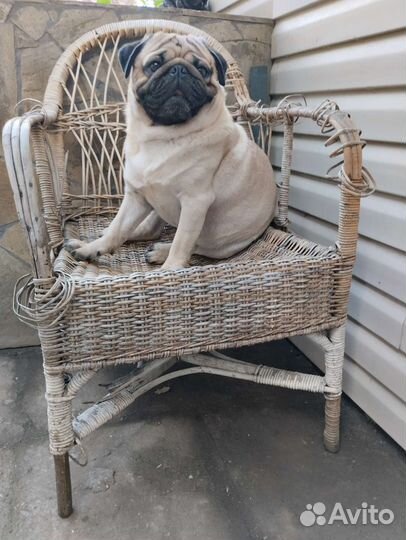 Мопс мальчик вязка