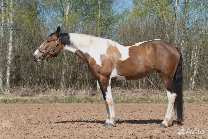 Спортивные лошади