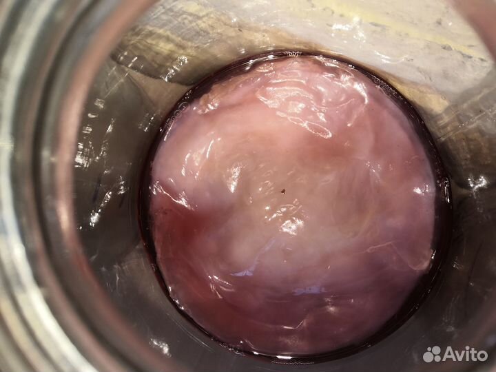 Чайный Гриб Комбуча