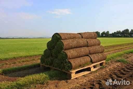 Рулонный газон /продажа/укладка