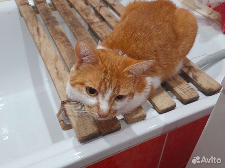 Кот в добрые руки