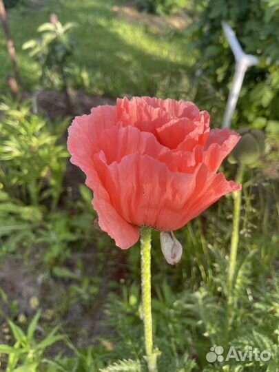 Мак многолетний (семена)