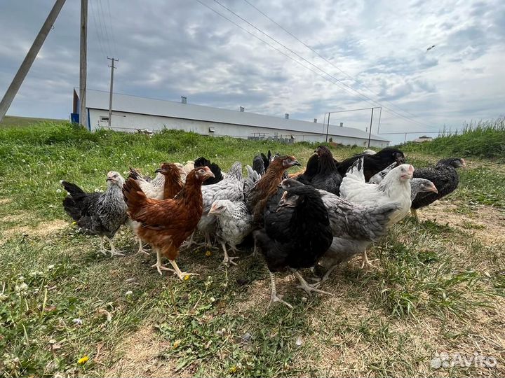 Куры Молодки