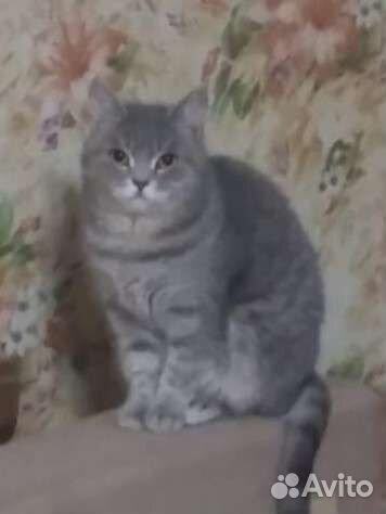 Кот и кошечка