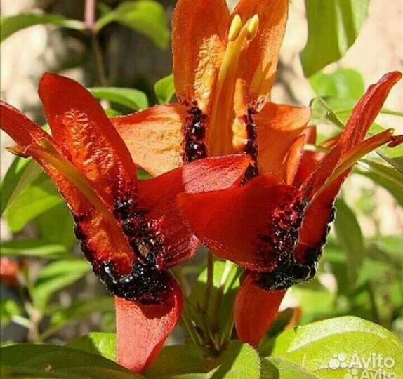 Комнатные растения