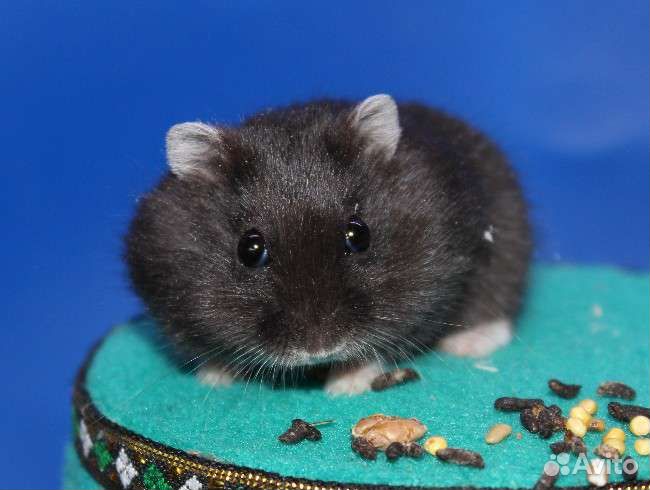 Джунгарские хомяки