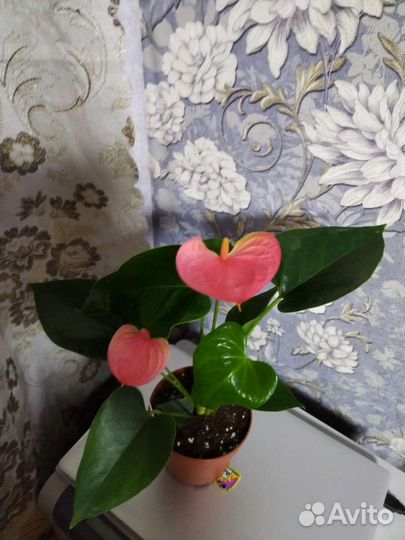 Антуриум Пандола