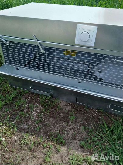 Брудер для цыплят