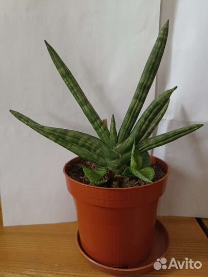 Сансевьера