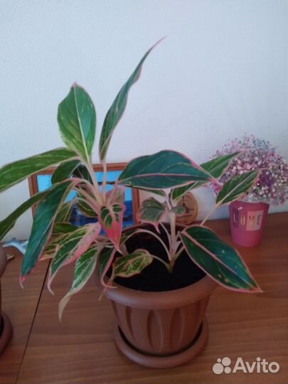 Комнатные цветы