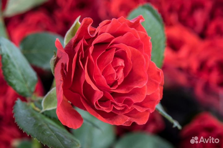 Розы сорта Эль Торо