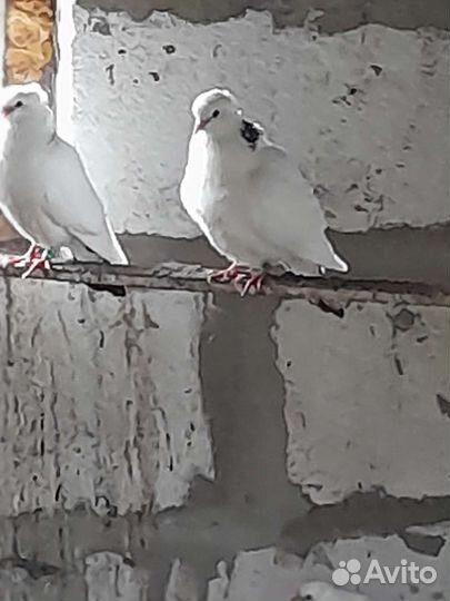 Голуби армянский