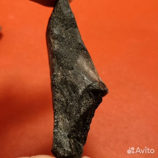 Окаменелые фрагменты скелета ископаемого кита