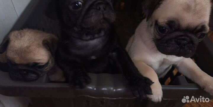 Продаются щенки мопса