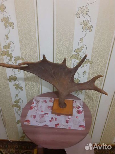 Рог лося.2кг 180гр