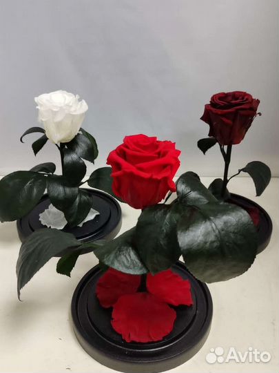 Роза в колбе