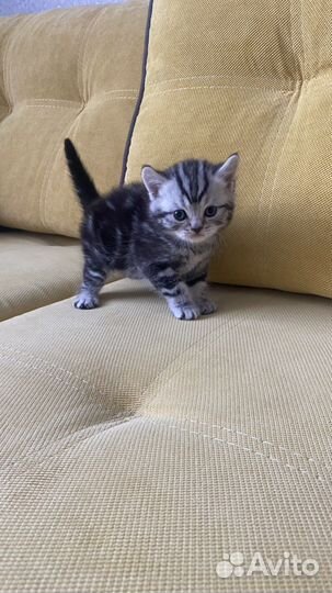 Британские котята