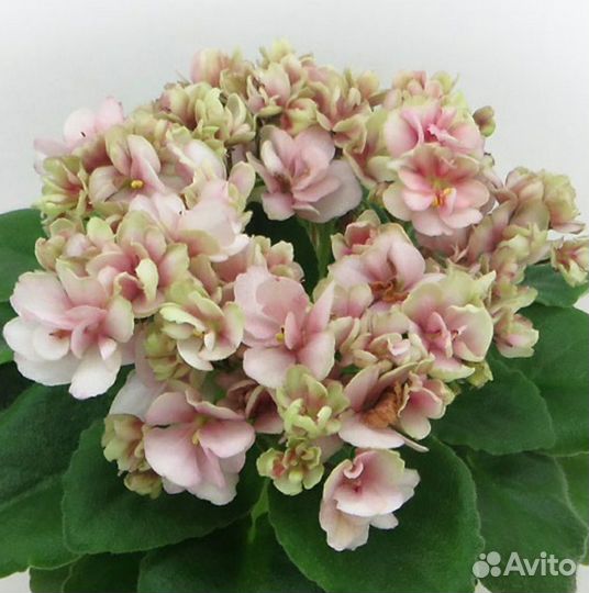 Мини фиалки