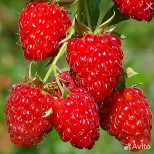 Малина Таруса