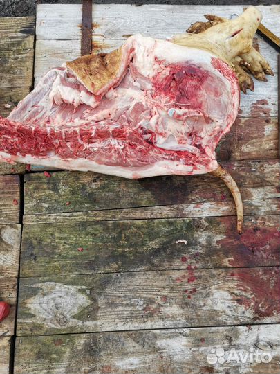 Мясо свинина