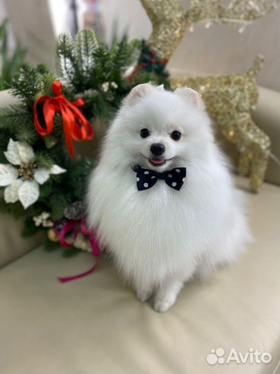 Белый померанский шпиц мальчик