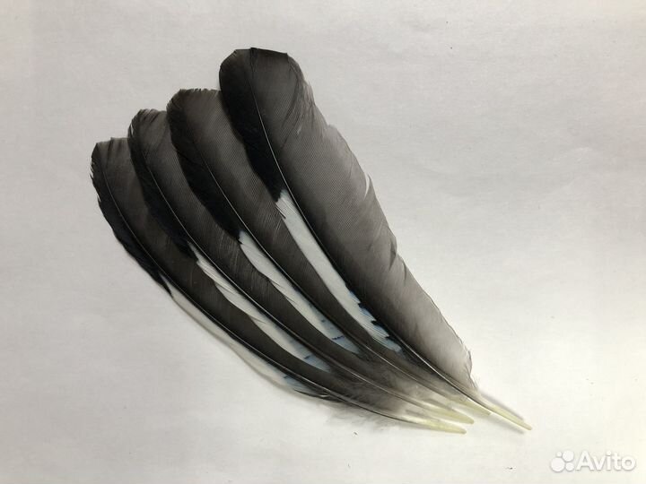 Перья сойки