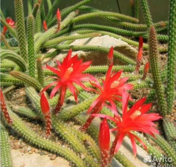 Суккуленты для флорариума разные