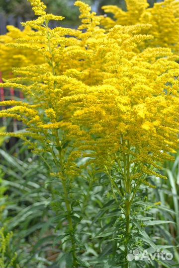 Многолетники для сада. Цветы садовые, кустарники