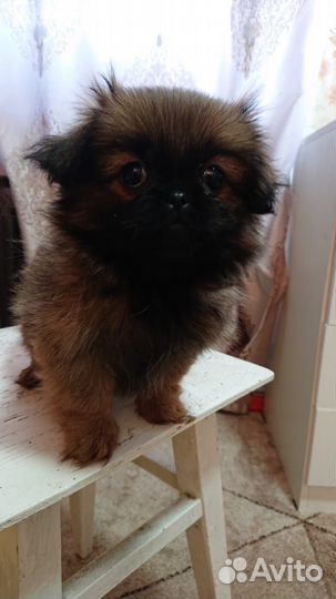 Пекинеса девочка