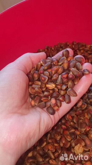 Кедровый орех литрами