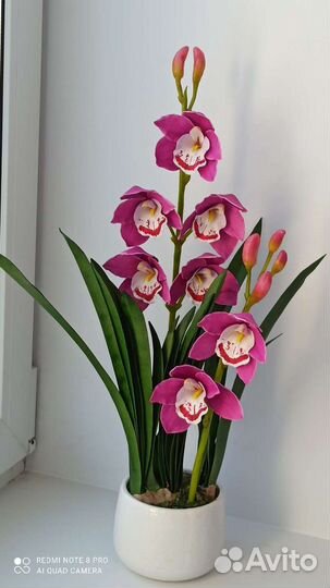 Орхидея Цимбидиум