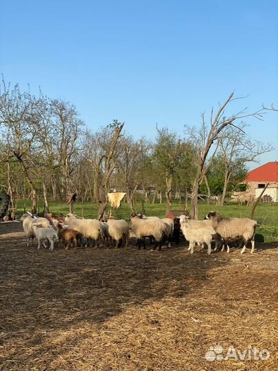 Романовские овцы