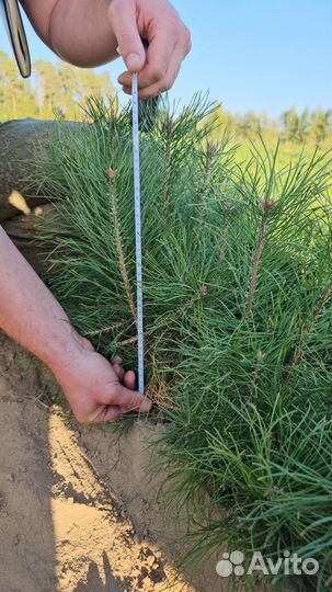 Саженцы ели европейской окс от производителя