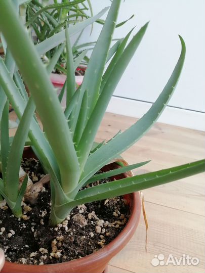 Разные комнатные растения