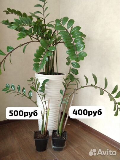 Антуриум Замиокулькас комнатные цветы растения