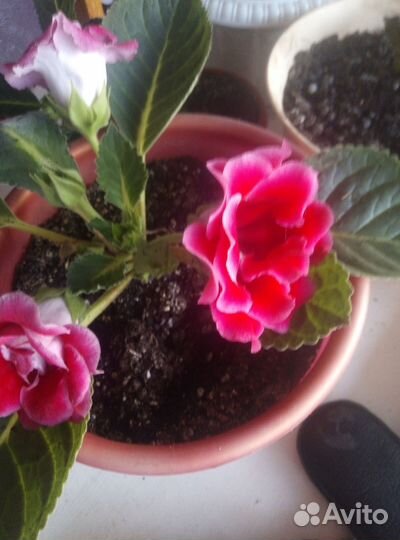 Глоксиния махровая