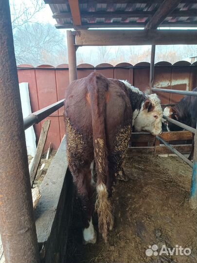 Быки на мясо