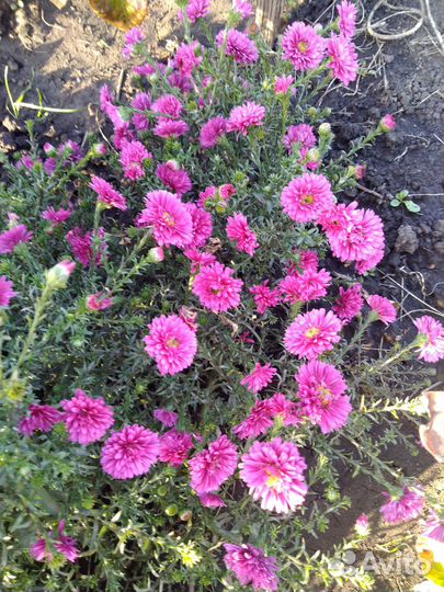 Многолетние новобельгийские астры