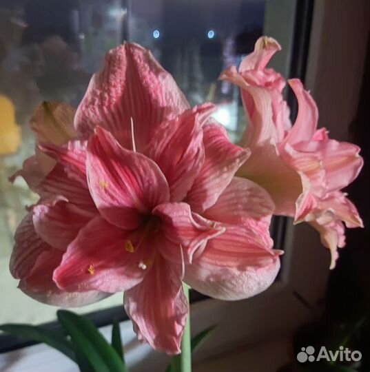 Гиппеаструм свит нимф