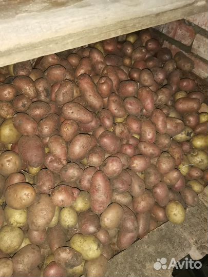Продам картофель