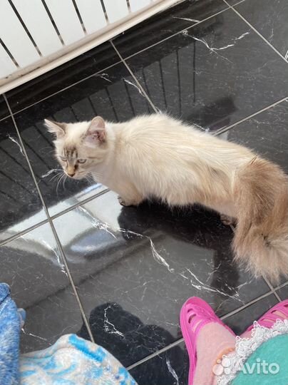 Шотландская кошка