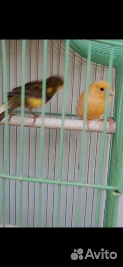 Канарейки