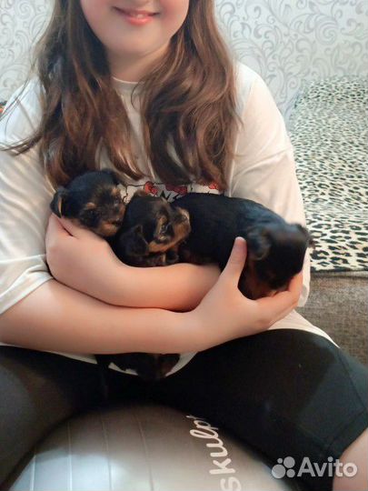 Продаем щенка девочку Йорка