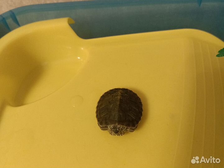 Террариум с красноухой черепашкой