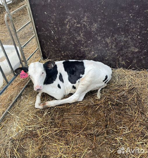 О Телята бычки и тёлки