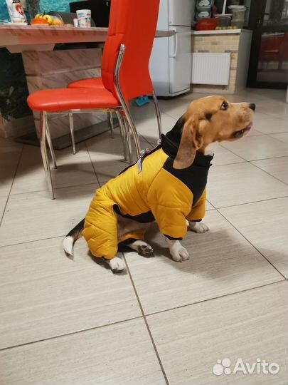 Одежда для средних собак