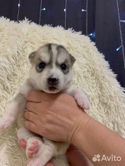 Щенки сибирской Хаски