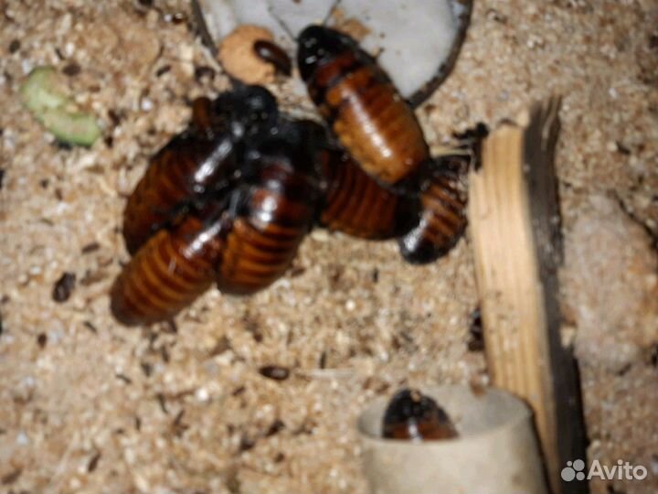 Мадагаскарские тараканы